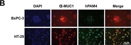 Detection of Human MUC1 by Immunocytochemistry/Immunofluorescence