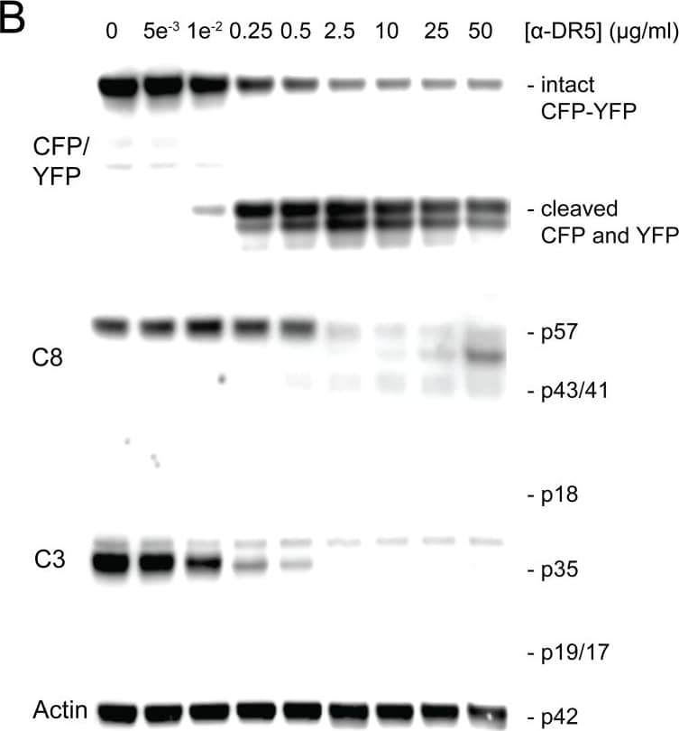 Detection of Human TRAILR2/TNFRSF10B by Western Blot
