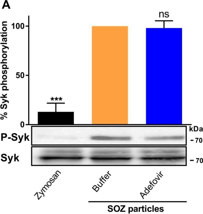 Detection of Phospho-SYK (Y525/Y526) by Western Blot