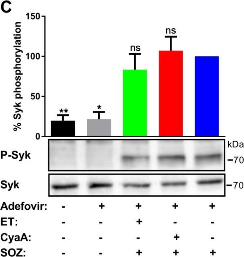 Detection of Phospho-SYK (Y525/Y526) by Western Blot