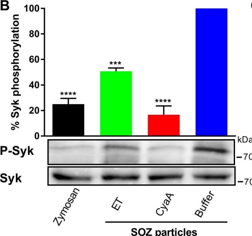 Detection of Phospho-SYK (Y525/Y526) by Western Blot