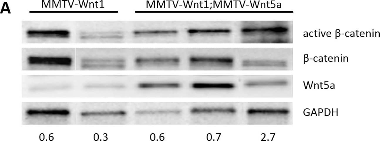 Detection of Mouse Wnt-5a by Western Blot