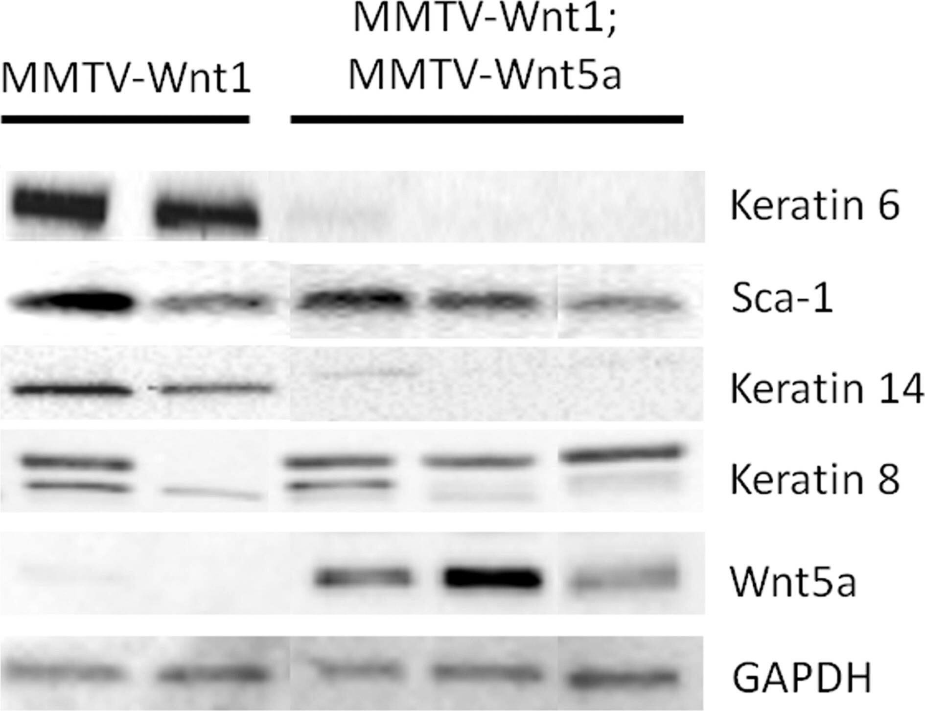 Detection of Mouse Wnt-5a by Western Blot