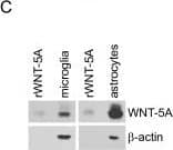 Detection of Mouse Wnt-5a by Western Blot