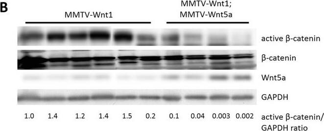 Detection of Mouse Wnt-5a by Western Blot