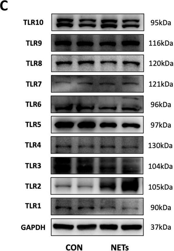 Detection of Human TLR10 by Western Blot