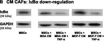 Detection of Human CCL2/JE/MCP-1 by Western Blot