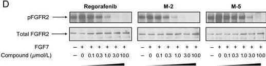 Detection of FGFR2 by Western Blot