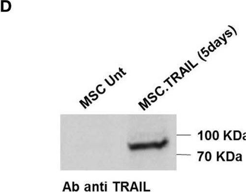 Detection of TRAIL/TNFSF10 by Western Blot