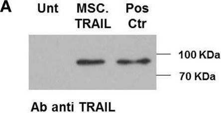 Detection of TRAIL/TNFSF10 by Western Blot