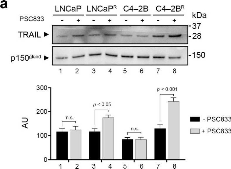 Detection of TRAIL/TNFSF10 by Western Blot