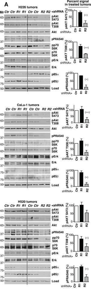Detection of Human PRAS40 by Western Blot