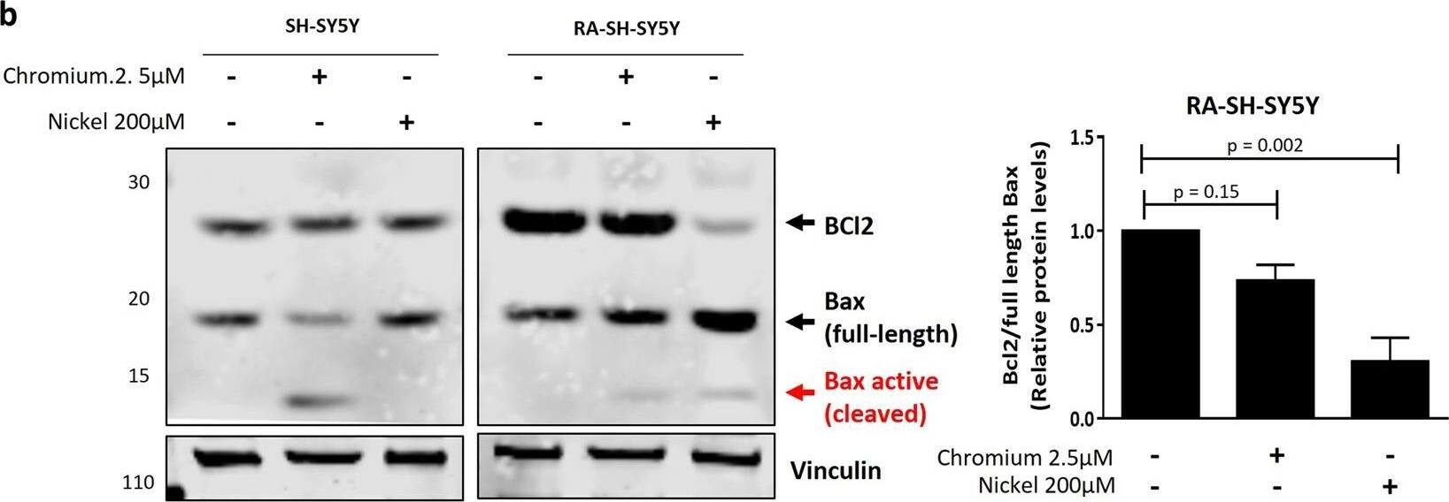 Detection of Human Vinculin by Western Blot