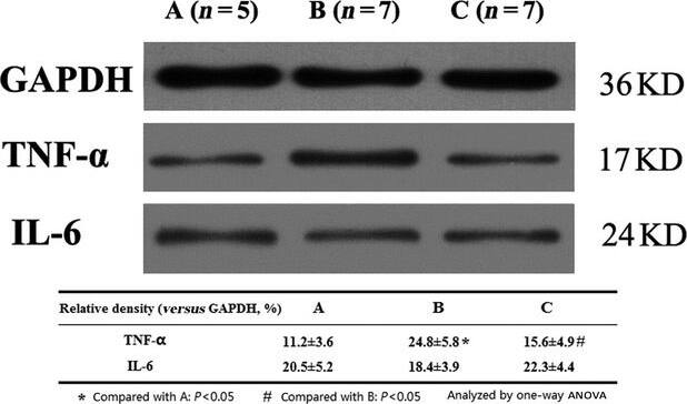 Detection of Porcine TNF-alpha by Western Blot