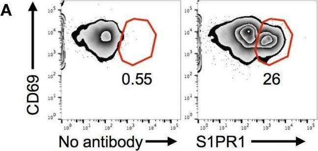 Detection of S1P1/EDG-1 by Flow Cytometry