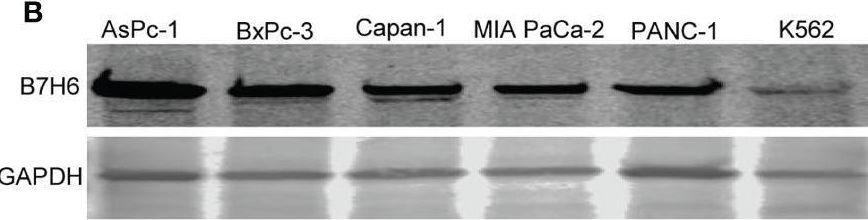 Detection of Human B7-H6 by Western Blot