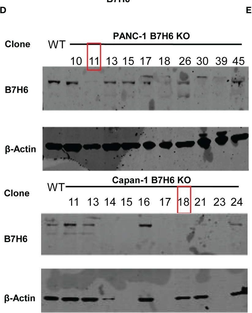 Detection of Human B7-H6 by Western Blot