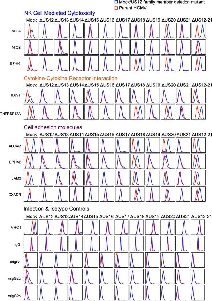 Detection of Human B7-H6 by Flow Cytometry