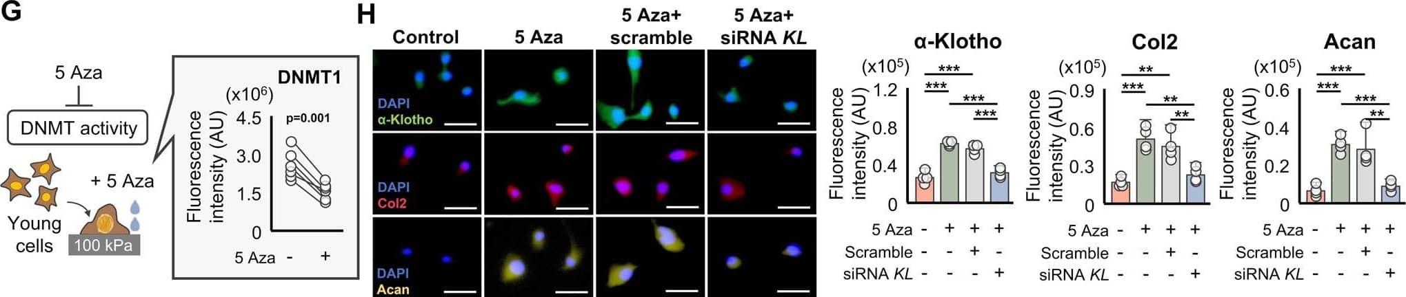 Detection of Mouse Klotho by Immunocytochemistry/ Immunofluorescence