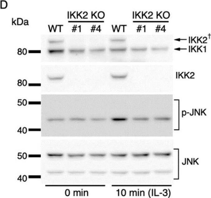 Detection of IKK beta by Western Blot