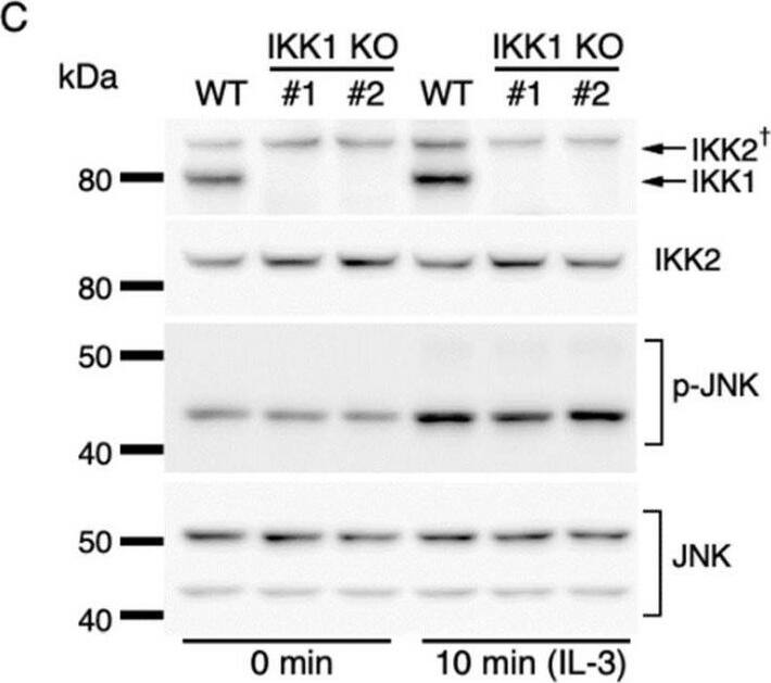 Detection of IKK beta by Western Blot