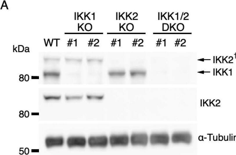 Detection of IKK beta by Western Blot