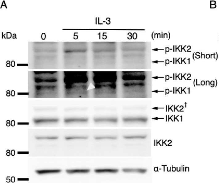 Detection of IKK beta by Western Blot
