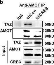 Detection of Human TAZ/WWTR1 by Western Blot