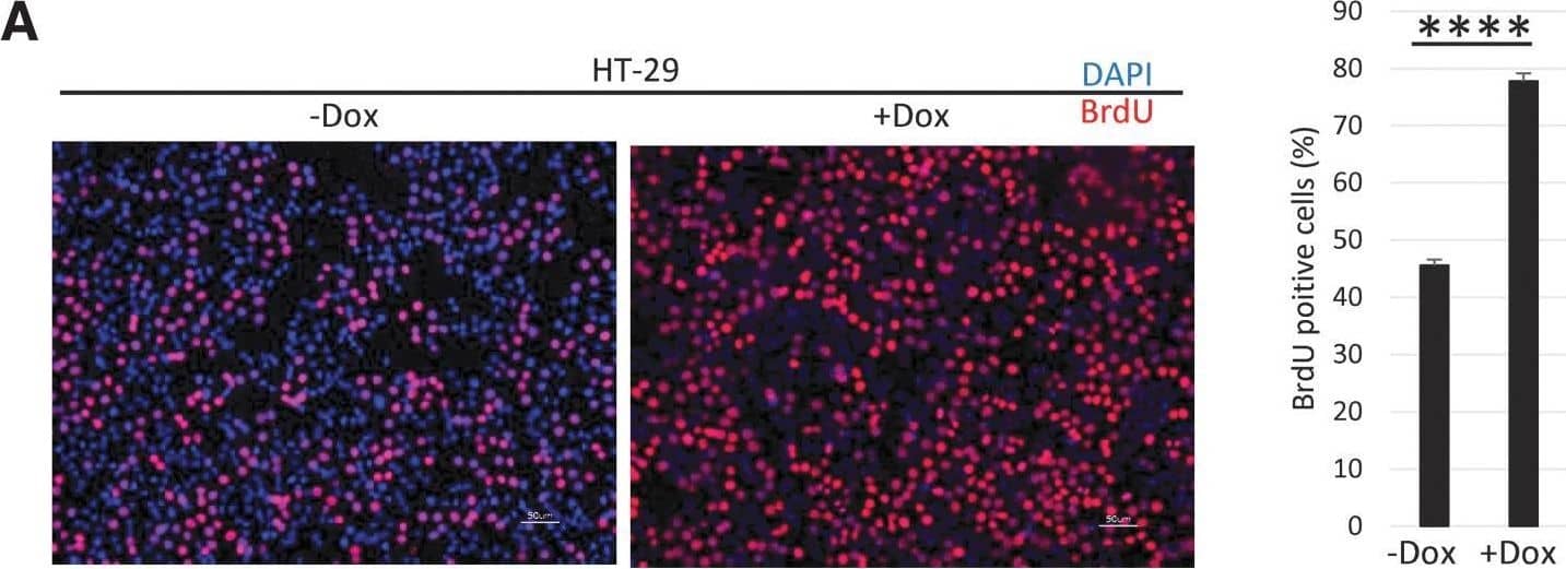 Detection of Bromodeoxyuridine/BrdU by Immunohistochemistry