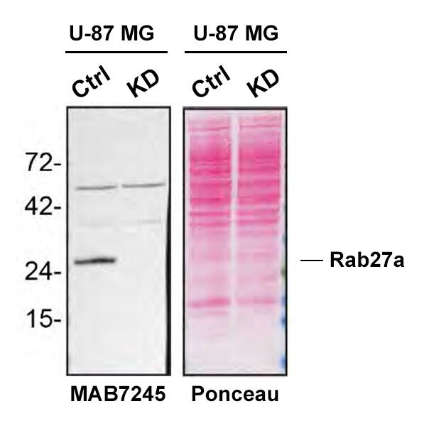 Western Blot Shows Rab27a Specificity Using Knockdown Cell Line.