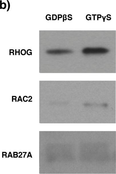Detection of Human Rab27a by Western Blot