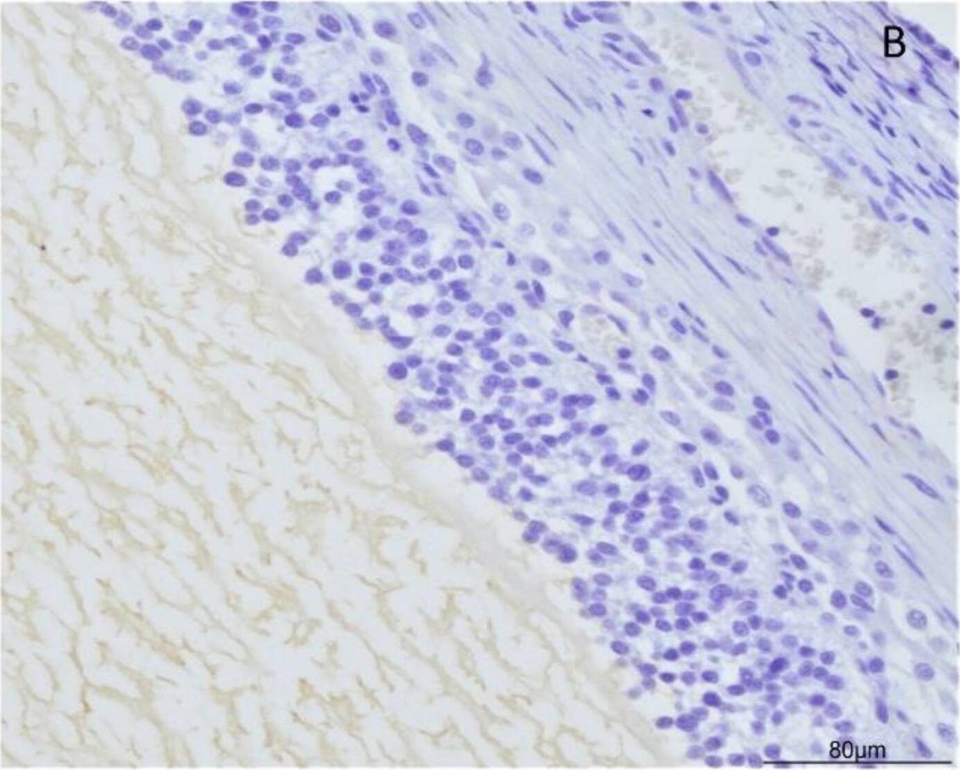Detection of Porcine Orexin B/Hypocretin-2 by Immunohistochemistry