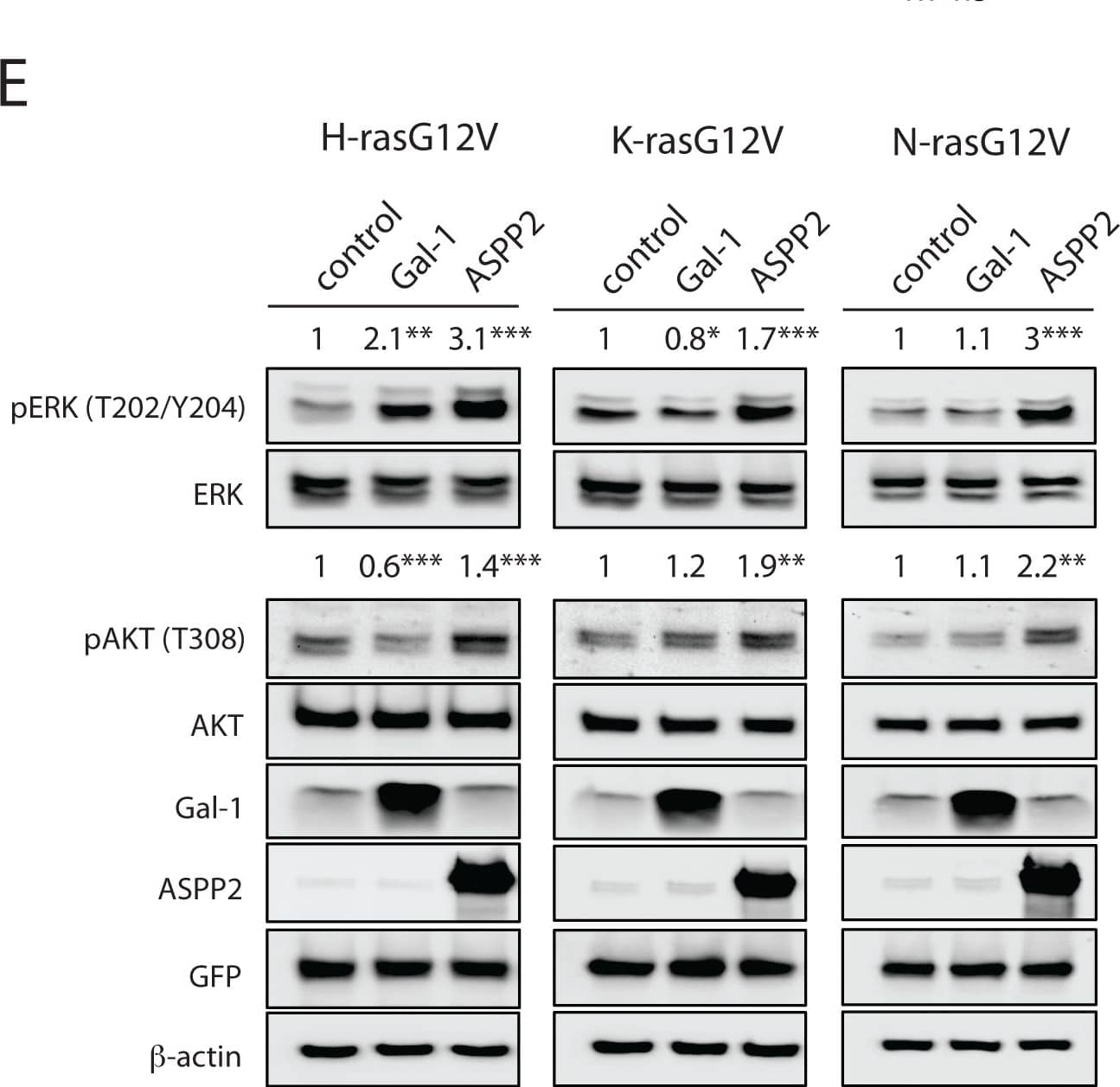 Detection of Human AKT1 by Western Blot