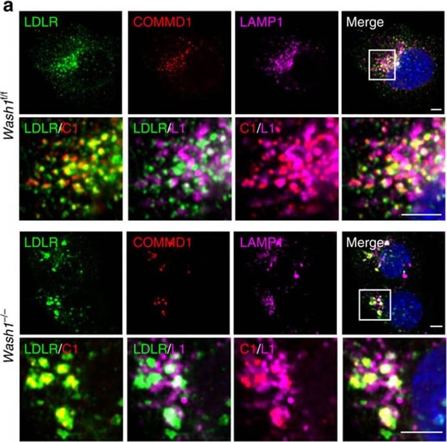 Detection of Mouse COMMD1 by Immunocytochemistry/Immunofluorescence