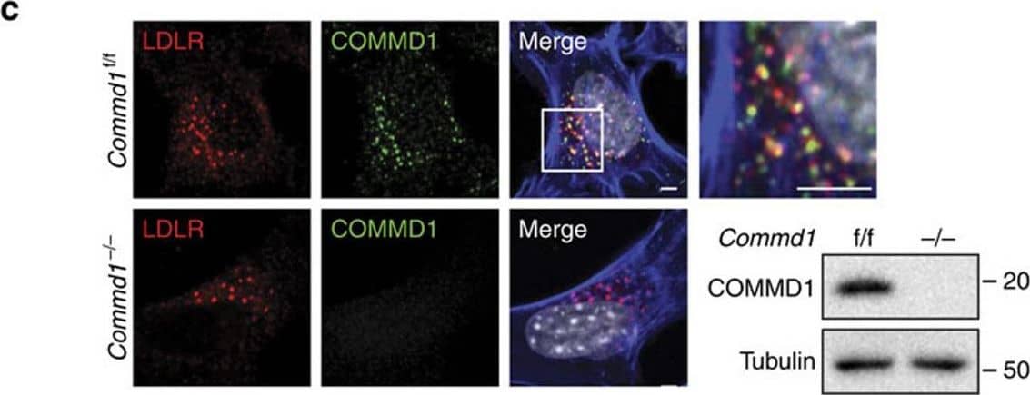 Detection of Mouse COMMD1 by Immunocytochemistry/Immunofluorescence