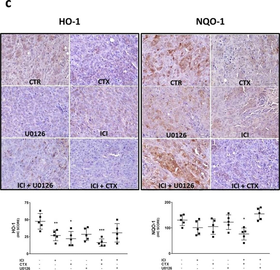 Detection of NQO-1 by Immunohistochemistry