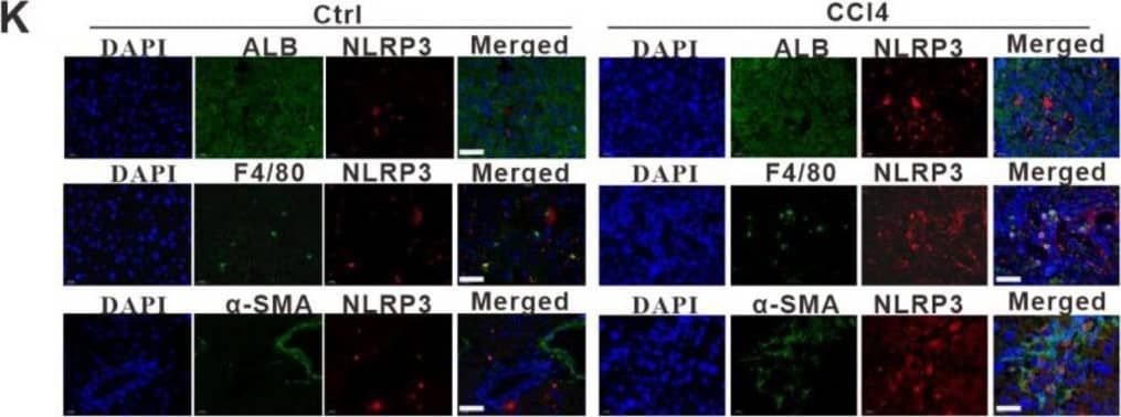 Detection of Mouse NLRP3/NALP3 by Immunohistochemistry