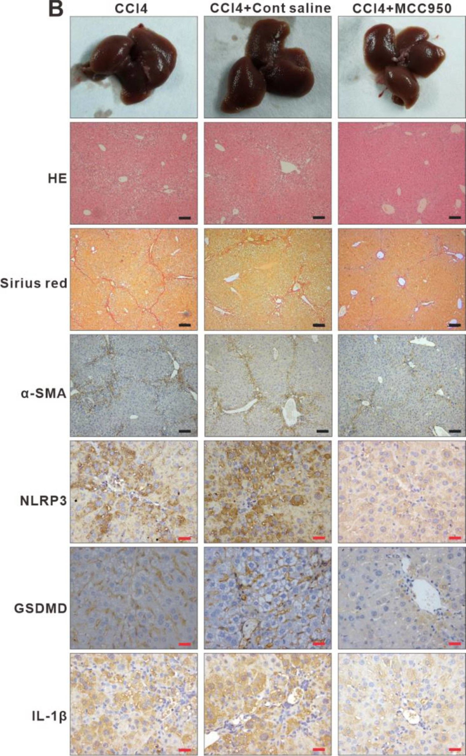 Detection of Mouse NLRP3/NALP3 by Immunohistochemistry