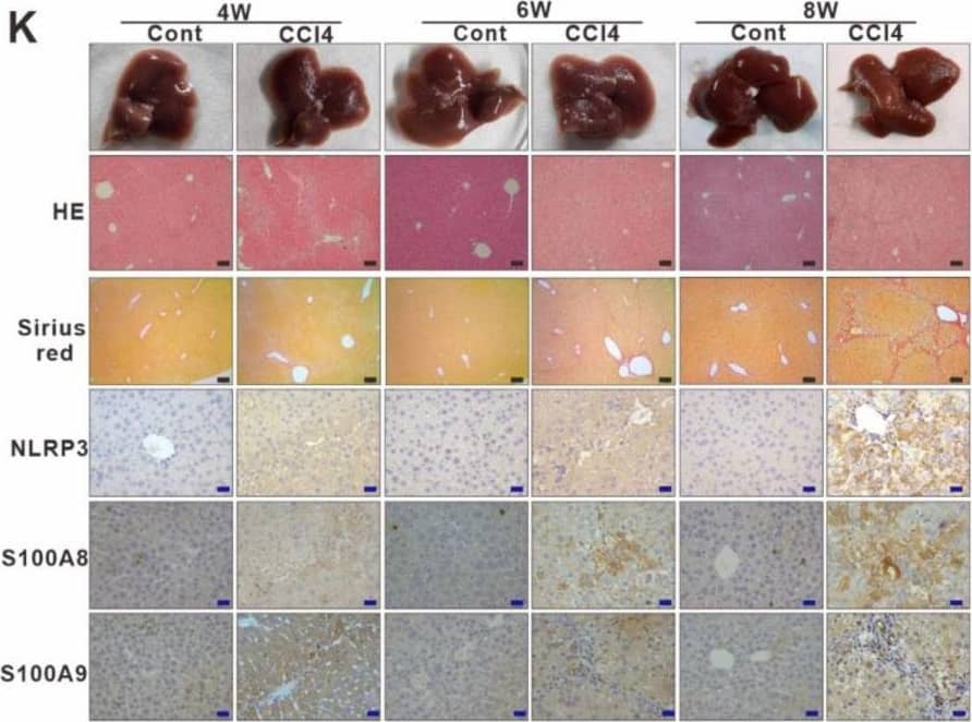 Detection of Mouse NLRP3/NALP3 by Immunohistochemistry