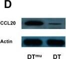 Detection of Mouse CCL20/MIP-3 alpha by Western Blot