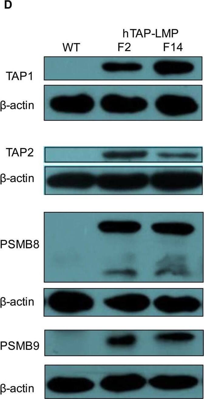 Detection of LMP2/PSMB9 by Western Blot