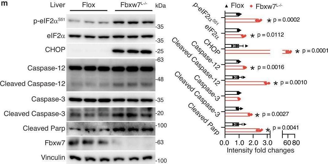 Detection of cuc21grtisjdtokindpa.jpg by Western Blot