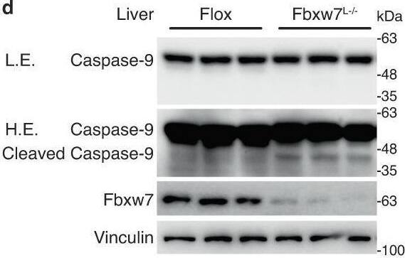 Detection of fjokjk3oovlorfd1ugop.jpg by Western Blot