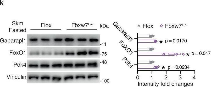 Detection of gvwkz0bvrq90q53w4i7u.jpg by Western Blot
