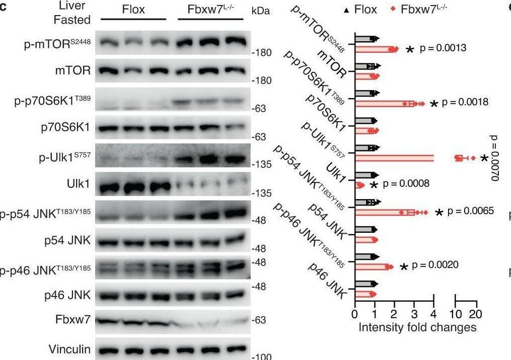 Detection of gvcvwhsw6d1cnxtclnyh.jpg by Western Blot