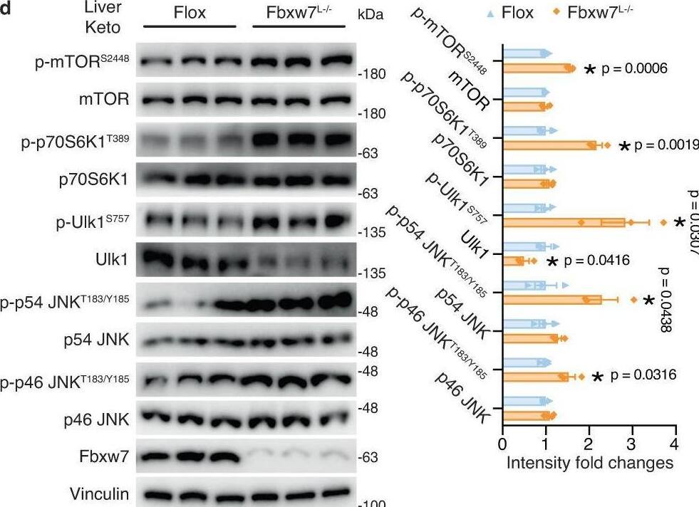 Detection of FBXW7/Cdc4 by Western Blot
