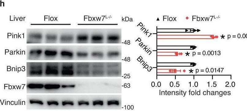 Detection of FBXW7/Cdc4 by Western Blot