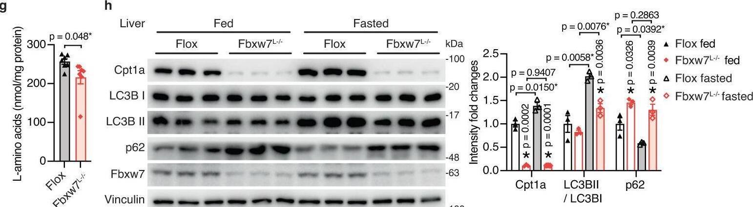 Detection of FBXW7/Cdc4 by Western Blot
