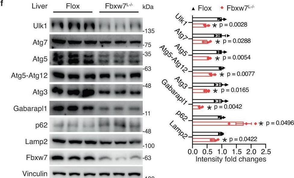 Detection of FBXW7/Cdc4 by Western Blot