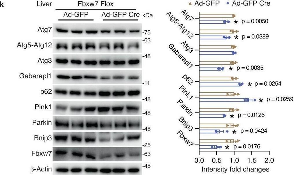 Detection of FBXW7/Cdc4 by Western Blot